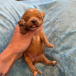 Paisley - Red female Cavapoo puppy in Gresham, Oregon from Paisley Cavapoos