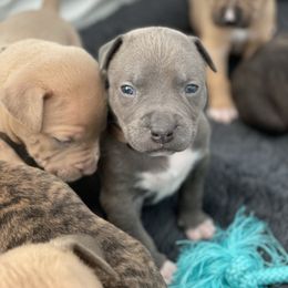 American Bully and American Pit Bull Terrier Puppies from Terminal Velocity Kennels LLC