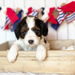 Cavapoo and Coton de Tulear Puppies from Big Gulch Puppies