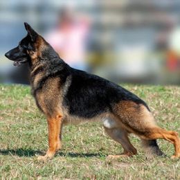 German Shepherds from French's German Shepherds