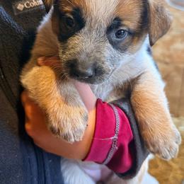 F5 - Red speckled female Australian Cattle Dog puppy in Ionia, Michigan from SB Heelers Cattle Dogs and Performance Horses
