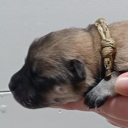 Zola, Black Collar - Fawn female Eurasier puppy in Lakewood, Ohio from Exquisite Eurasier