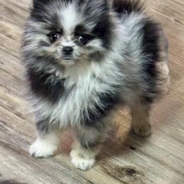 Black Merle male - Blue merle male Pomeranian puppy in Bourbonnais, Illinois from T & D Poms
