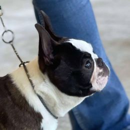 Elliot - Boston Terrier