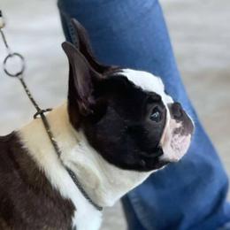 Elliot - Boston Terrier