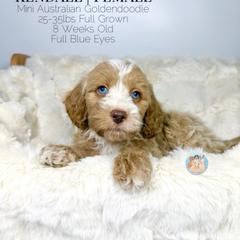 Kendall - Golden female Double Doodle puppy in Southwest Ranches, Florida from Dandy Doodle Ranch