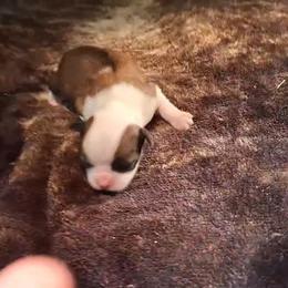 Dreamz - Chocolate and white male Chihuahua puppy in Gray, Louisiana from Chi Chi's Place LLC