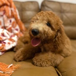 Pecan - Red female Bernedoodle puppy in Ocala, Florida from Bernedoodles of Florida