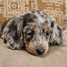 Dachshund Puppies from Duran Dachshunds