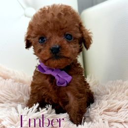 Ember - Red  female Poodle puppy in Gilbert, Arizona from My Poodle Bears
