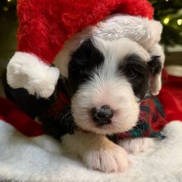 Ralfie - Black and white male Sheepadoodle puppy in Surprise, Arizona from Desert Lily Doodles