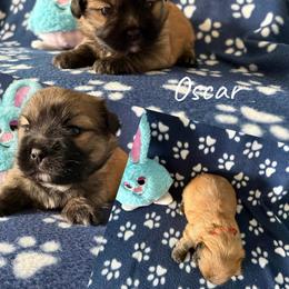 Oscar - Red gold male Lhasa Apso puppy in Cincinnati, Ohio from Shangri-La Lhasa Apsos