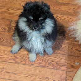 Spumoni - Tri-colored male Pomeranian puppy in Scio, Oregon from Mac Daddy Poms