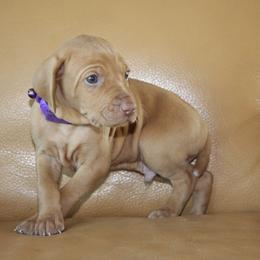 Vizsla Puppies from Mariposa Vizslas