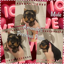Boy 4 - Black and tan Yorkshire Terrier puppy in Wartburg, Tennessee from Amanda's Precious Pups