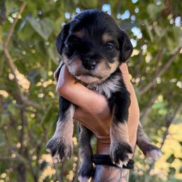 Beth - Phantom female Goldendoodle puppy in Horseshoe Bend, Idaho from Over the Moon Poodles and Doodles