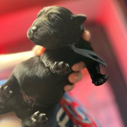 Rudolph - Black male Labrador Retriever puppy in Buffalo, New York from Cedar Patch Labradors