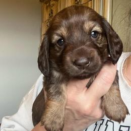 Alice - Red female Dachshund puppy in Groveport, Ohio from Brobst Farm