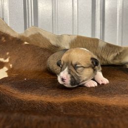 M-1 - Red male Pembroke Welsh Corgi puppy in Linden, Texas from W&W “lil” Wrangler Corgis