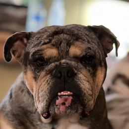 Bulldog puppies from Erimis Bulldogs