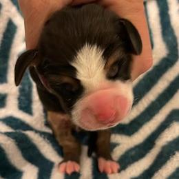 White Female - Black brown and white female Basset Hound puppy in Temple, Texas from Southern Rose Bassets