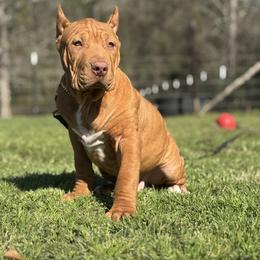BANNER - Brown male American Bully puppy in Texas from TEXAS BULLY FAMILY