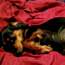 Dachshunds from Melanie's Dachshunds