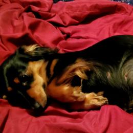 Dachshunds from Melanie's Dachshunds