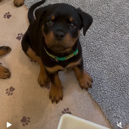 Green male - Black and mahogany male Rottweiler puppy in Birmingham, Alabama from K&B Rotts