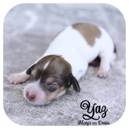 YAZ - AKC Registered 2600 - Cream male Dachshund puppy in Graceville, Florida from Misty's 101 Doxies
