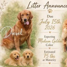 Golden Retriever puppies from Diamond Bar N Ranch