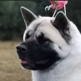 irrie - Akita