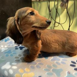 Buddy - Red male Dachshund puppy in Hebron, Indiana from MCS Dachshunds