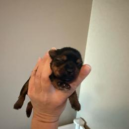 Boy 2 - Black and tan male Yorkshire Terrier puppy in Zebulon, North Carolina from Eastern Wake Yorkies