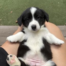 Honey - Black and white female Cardigan Welsh Corgi puppy in Wekiwa Springs, Florida from It is Corgiland
