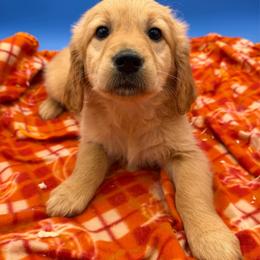 Girl 4 - Dark golden female Golden Retriever puppy in Spanaway, Washington from 11 Oaks Kennels