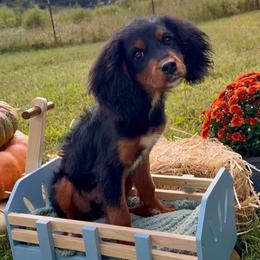 Onyx - Merle male Cavapoo puppy in Knoxville, Tennessee from Duke’s Forever Doodles