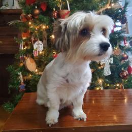 Koko - Yorkshire Terrier