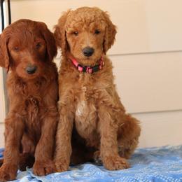 Goldendoodle and Poodle Puppies from GoldendoodlePaw