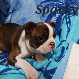 Boston Terrier Puppies from Delamorés Pups