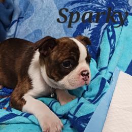 Boston Terrier Puppies from Delamorés Pups