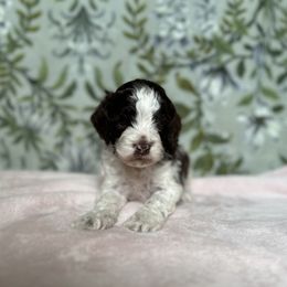 Cavapoo, Cockapoo, and Cocker Spaniel Puppies from Rocky Road Puppies