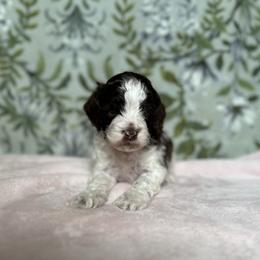 Cavapoo, Cockapoo, and Cocker Spaniel Puppies from Rocky Road Puppies