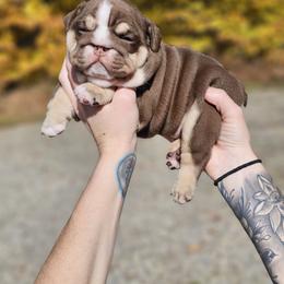 Bulldog, Doberman Pinscher, and French Bulldog Puppies from Snapp Valley Bulldogs