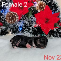 Miniature Schnauzer Puppies from Pawesome Pups
