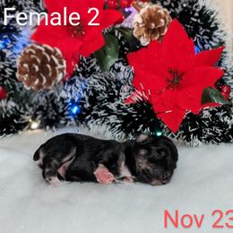 Miniature Schnauzer Puppies from Pawesome Pups
