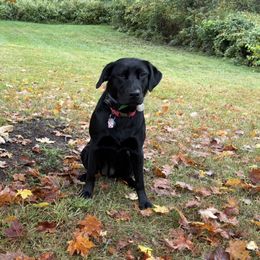 Labrador Retrievers from Three Springs Retrievers