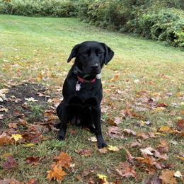 Labrador Retrievers from Three Springs Retrievers
