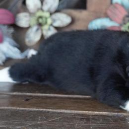 Boy 1 - male Miniature Australian Shepherd puppy in Lawton, Oklahoma from Lindsey’s Aussies