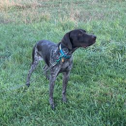 Milton - German Shorthaired Pointer
